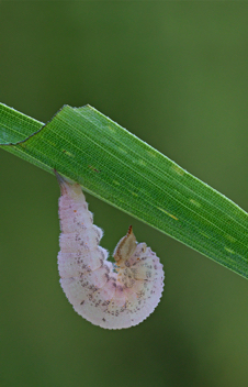Southern Pearly-Eye caterpillar beginning to pupate